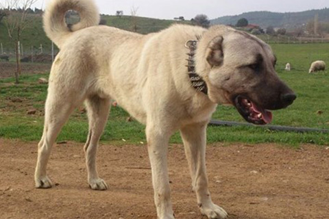 Kuduz çakaldan sonra Bayıralan’da ikinci vaka