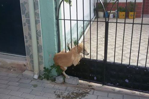 Afacan köpeği itfaiye kurtardı