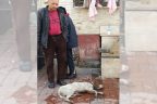 Buldan’da köpek katliamı