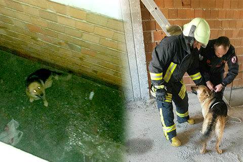 Kale’de köpek kurtarma operasyonu