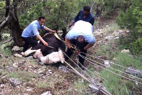 ‘Karakız’ın imdadına itfaiye yetişti