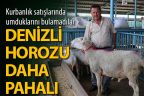Kurbanlık satıcıları: Denizli horozu kurbanlıktan pahalı hale geldi