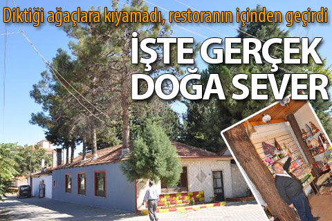 Diktiği ağaçlara kıyamadı, restoranın içinden geçirdi