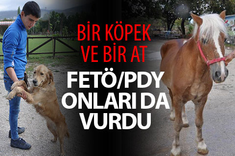 FETÖ soruşturmasında el konan at ve köpek ihaleyle satıldı