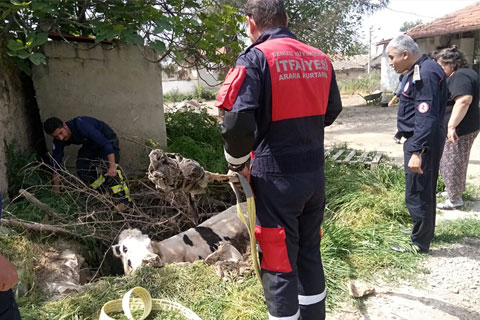 Çukura düşen inekleri itfaiye ekipleri kurtardı