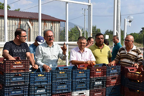 Tavas’ta hormonsuz domates üreticinin yüzünü güldürdü