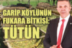 Garip köylünün fukara bitkisi: Tütün