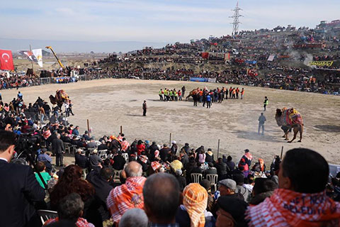 Sarayköy’de deve güreşi festivali
