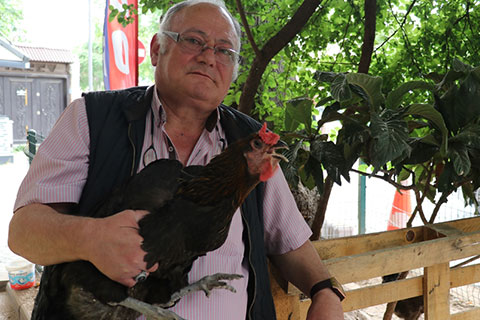 Denizli’de horoz gibi öten tavuk ilgi odağı oldu