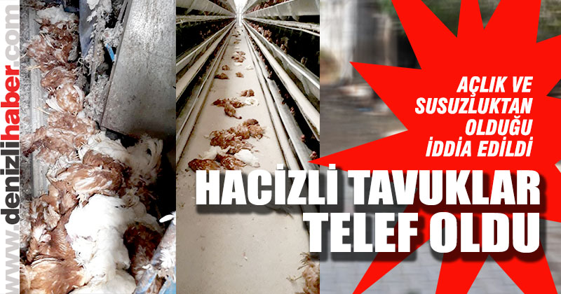 Haciz işlemi uygulanan tavuklar açlık ve susuzluktan telef oldu