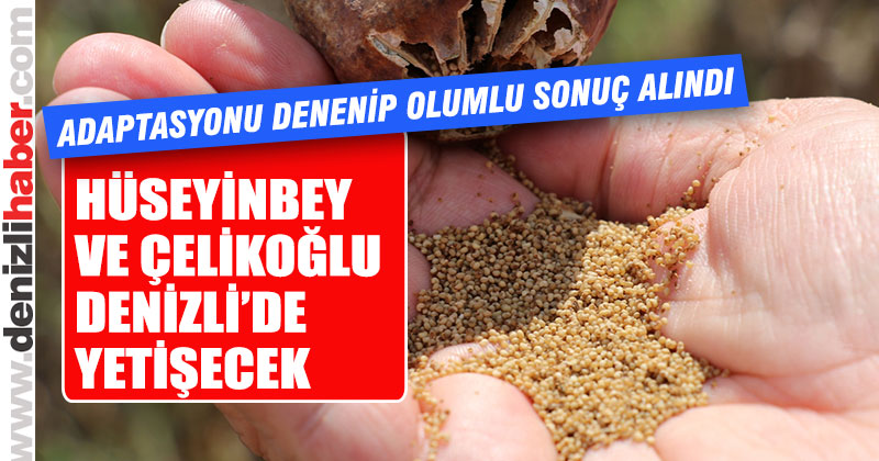 “Hüseyinbey” ve “Çelikoğlu” Denizli’ye uyum sağladı