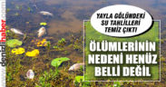 Balık ölümlerinin nedeni su kirliliği değil