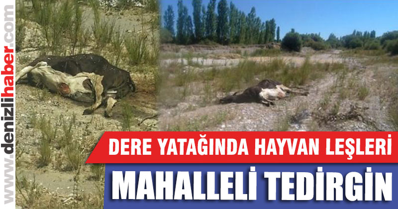 Çivril’de dere yatağındaki hayvan leşleri tedirgin ediyor