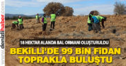 Bekilli’de 18 hektar alana 99 bin fidan dikildi