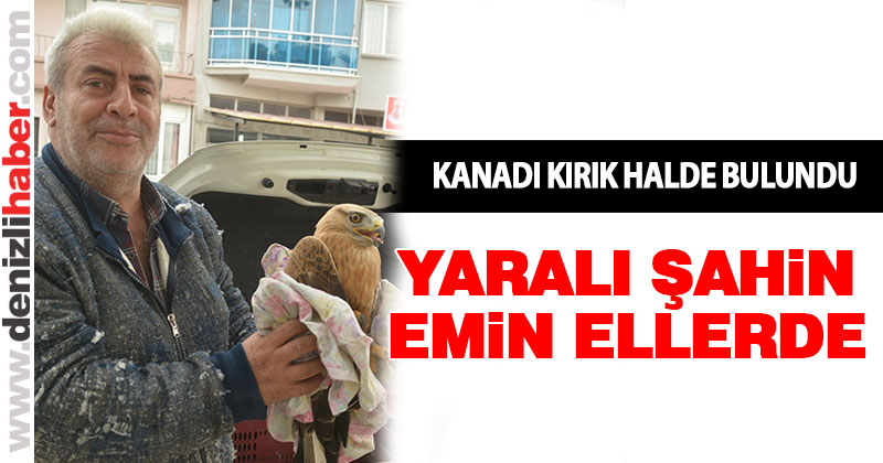 Denizli’de yaralı bulunan şahin tedavi altına alındı