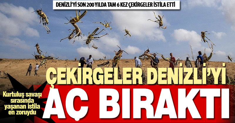 Kayıtlara geçen çekirge istilaları Denizli’de felakete neden oldu