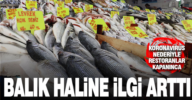 Balık halinde bolluk yaşanıyor