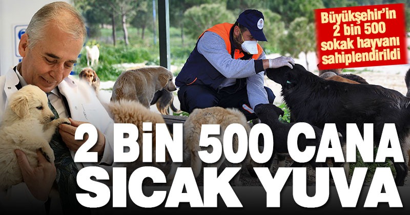 Büyükşehir, 2 bin 500 sokak hayvanını sahiplendirdi