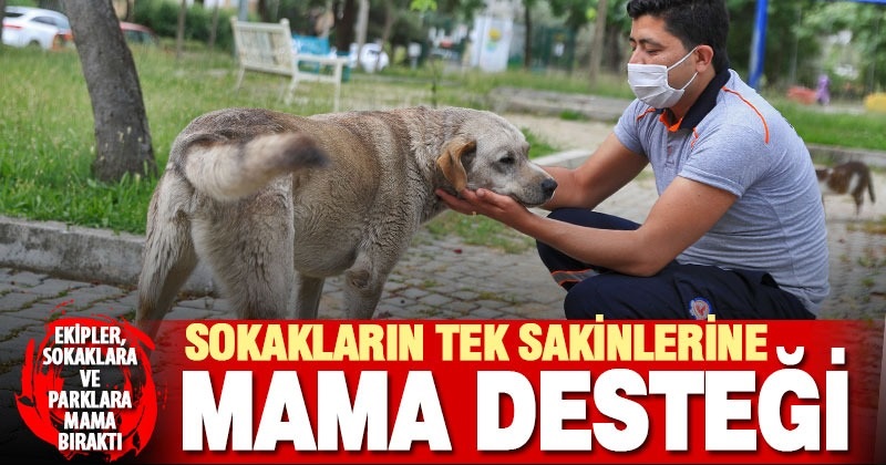 Büyükşehir sokak hayvanlarına mama desteği sağladı