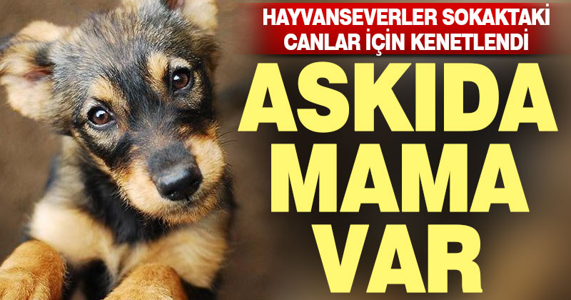 Hayvanseverler sokaktaki canlar için askıda mama uygulaması başlattı