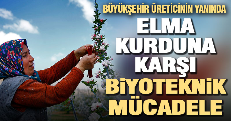 Büyükşehir’den elma kurduna karşı biyoteknik mücadele