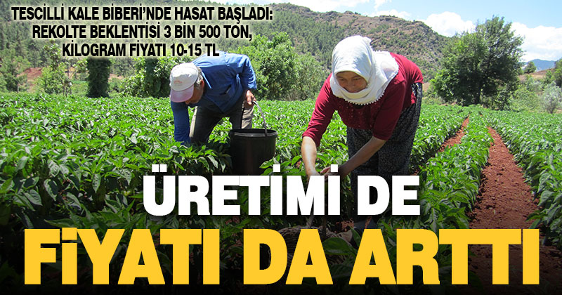 Hasadına başlanan Kale biberi, rekolte ve fiyatla yüz güldürüyor