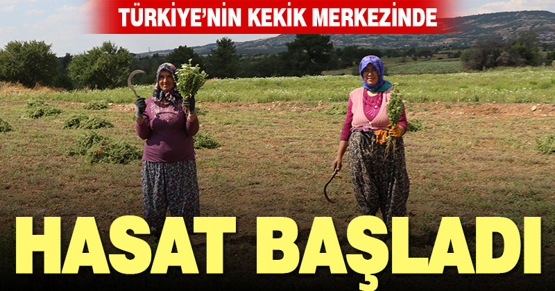 Türkiye’nin “kekik üretim merkezi” Denizli’de hasat başladı