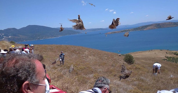 12 bin kınalı keklik doğaya salındı