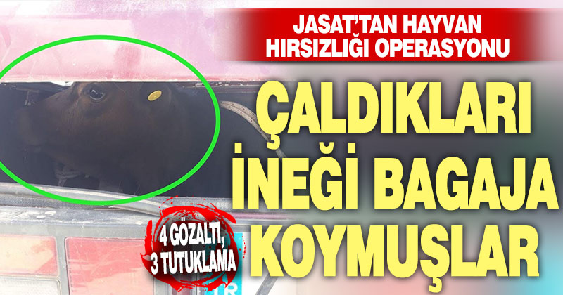 Çadıkları ineği, otomobil bagajında kaçıran 4 kişi yakalandı