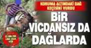 Koruma altındaki dağ keçisini vuran kişiye ceza