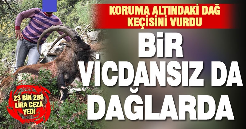 Koruma altındaki dağ keçisini vuran kişiye ceza