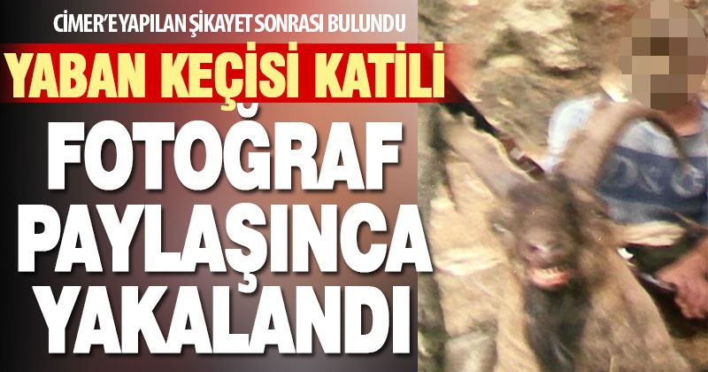 Yaban keçisi öldüren kaçak avcıya ceza