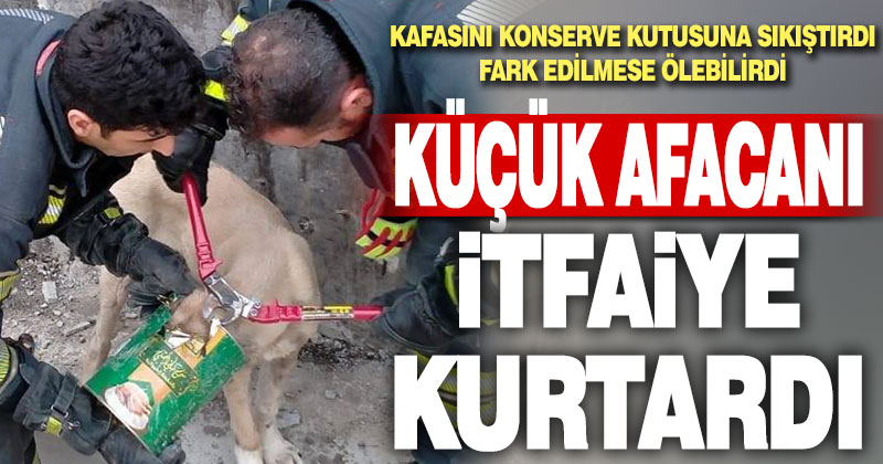 Kafasını konserve kutusuna sıkıştıran köpeği itfaiye kurtardı