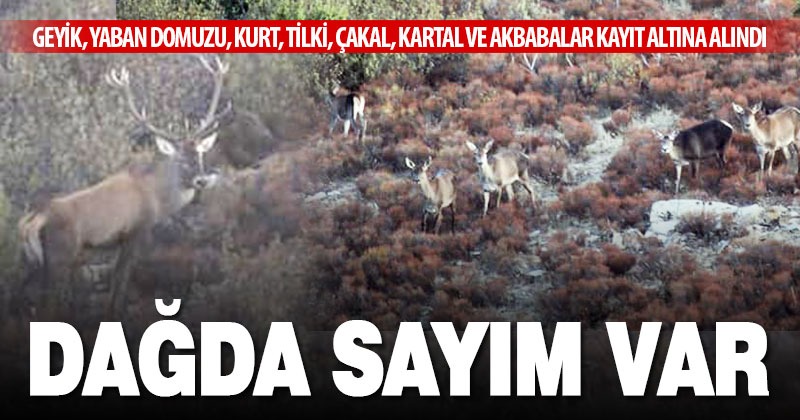 Akdağ’da yaban hayatı envanteri çıkarıldı