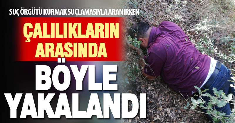 Suç örgütü kurma suçlamasıyla aranan zanlı, çalılıkların arasında yakalandı