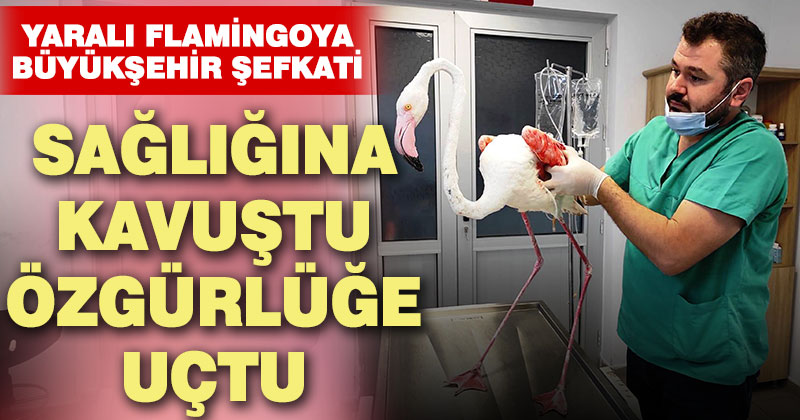 Yaralı flamingoya Büyükşehir şefkati