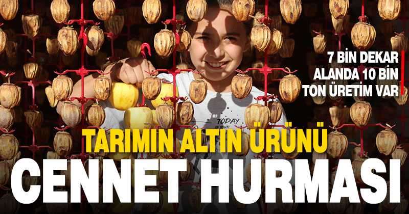 Tarımın altın ürünü: Cennet hurması