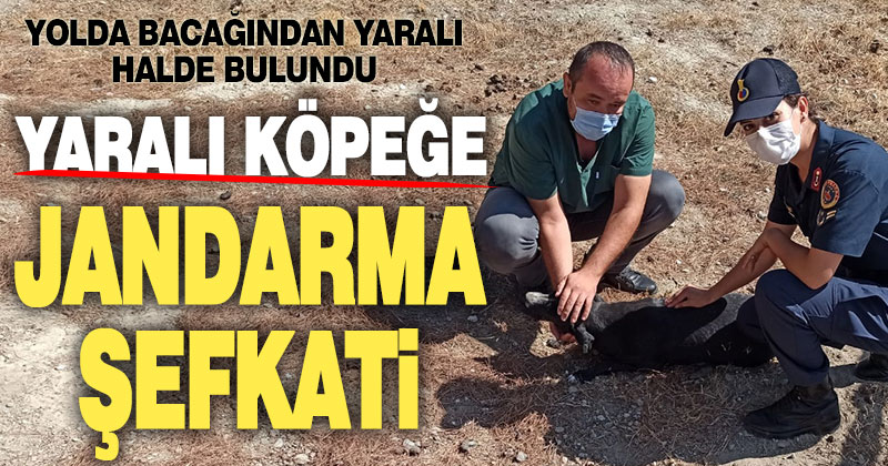 Yaralı köpeğe jandarma şefkati