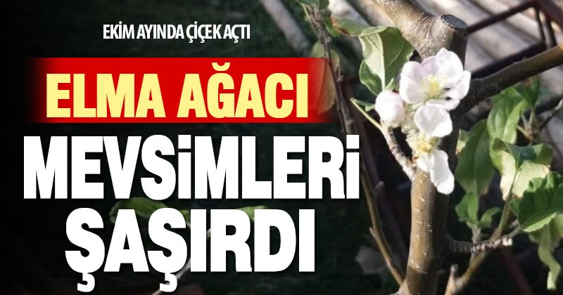 Sıcak giden sonbahar bitkileri şaşırttı