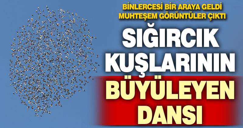 Denizli’de sığırcık kuşları gökyüzünde adeta dans etti