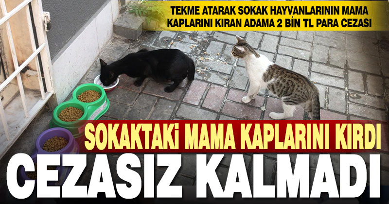 Sokak hayvanlarının beslendiği mama kabına tekme atarak kıran kişiye 2 bin TL ceza