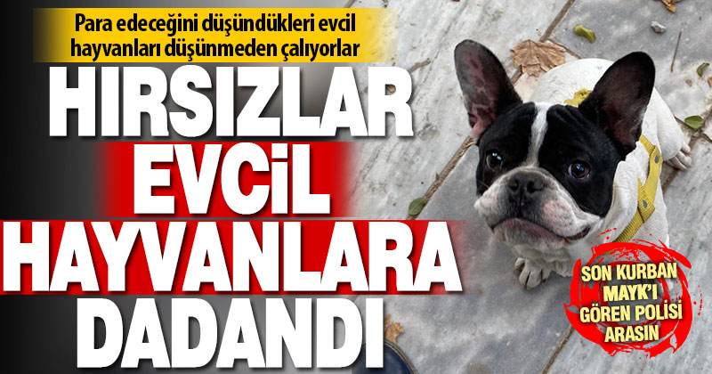 Evcil hayvan hırsızları, hayvan severleri canından bezdirdi