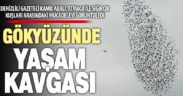 Sığırcık sürüsü ile atmaca arasında hayat kavgası