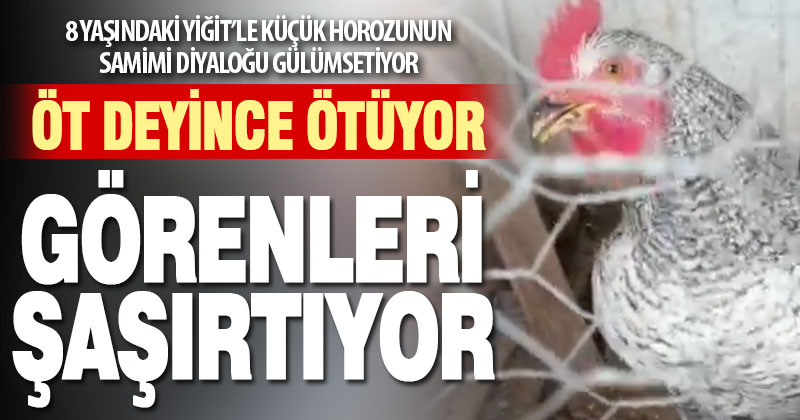 ‘Öt’ deyince öten horoz görenleri şaşırtıyor