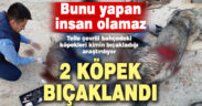 Ceviz bahçesindeki 2 köpeği güpegündüz bıçakladılar