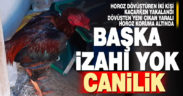 Horoz dövüştüren 2 kişi kaçarken yakalandı, yaralı horoz koruma altına alındı