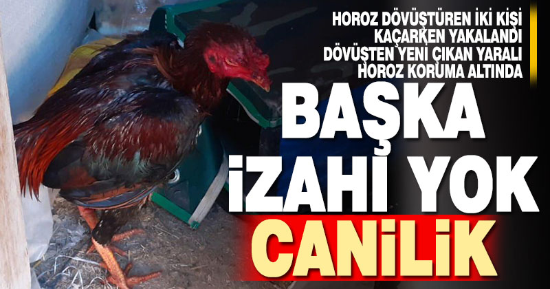 Horoz dövüştüren 2 kişi kaçarken yakalandı, yaralı horoz koruma altına alındı