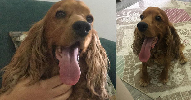 Sokakta bulduğu köpeğin sahibini arıyor