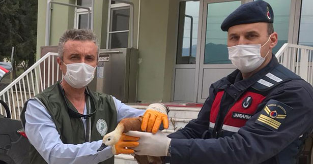 Angut kuşuna jandarma şefkati