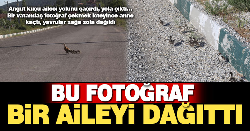 Gölden ilçe merkezine yürüyerek gelen angut ailesi, fotoğraf merakı yüzünden dağıldı